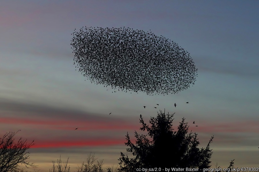 Oval starling murmuration with sunset